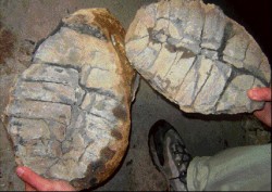 El descubrimiento sorprendi por la variedad de fsiles hallados: desde caracoles y bivalbos hasta vertebrados como una tortuga.