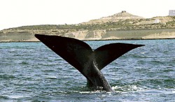 Mientras las ballenas hacen su show en Puerto Madryn, los turistas aprovechan la tranquilidad de Las Grutas.