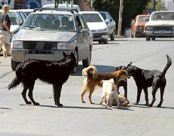 El municipio neuquino dice que la superpoblacin es una de las consecuencias de la irresponsabilidad de los dueos de los perros.