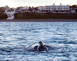 Los ejemplares convierten al balneario en un lugar atractivo por nuevos visitantes de todo el país. Igualmente, las bajas temperaturas y el viento se hicieron sentir el fin de semana 