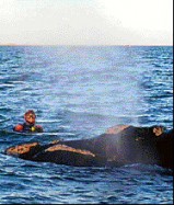 Las ballenas despiertan polmica en Las Grutas.