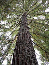 La sequoia es el rbol ms grande del mundo.