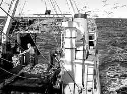 Los estudios apuntan a conocer la situación de la pesca en el golfo San Matías.