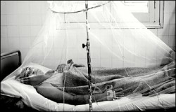 En enero y febrero del 2007 hubo 15.000 enfermos registrados en Paraguay, pero la cifra real sera de 150.000.