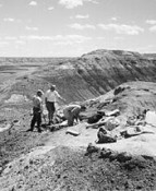 A la izquierda los paleontólogos en el lugar donde fue encontrado el fósil y, arriba, el dibujo del cráneo del dinosaurio.