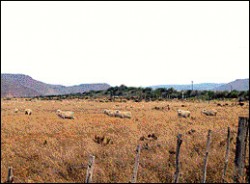 En tres aos se volcaron a la produccin ovina 12 millones de pesos.