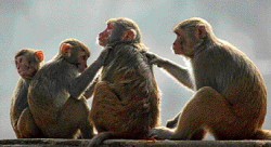 Los simios siguen siendo el principal objeto de estudio por sus comportamientos casi "humanos".
