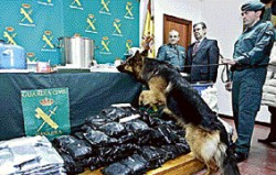 La policía española llevó a cabo un vasto operativo contra ETA.