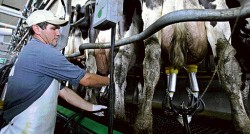 Los tambos han tenido una marcada caída en la provisión de leche y no pueden abastecer la industria láctea.