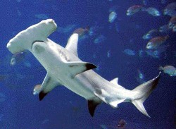Las hembras de tiburón martillo pueden reproducirse sin gametos masculinos.