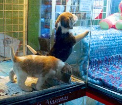 En uno de los comercios de perros aseguran que por semana se venden alrededor de quince ejemplares.