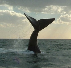 La larga vida de las ballenas fue probada por el arpn de 1880 que tena clavado el cetceo encontrado en Alaska.
