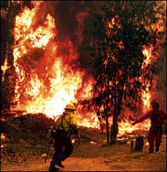 Varios pirómanos fueron detenidos por los incendios en bosques europeos.
