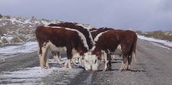 El difícil momento de los productores del norte neuquino. Ya murieron muchos animales y otros sobreviven al borde del límite. Algunos sólo encuentran agua congelada al costado de la ruta.
