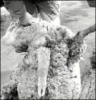 Los perros matan ovejas que cuestan hasta mil pesos.