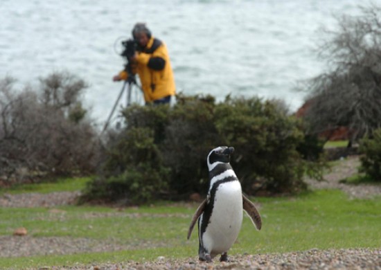 Las cámaras seguirán durante 72 horas el arribo de los pingüinos. 