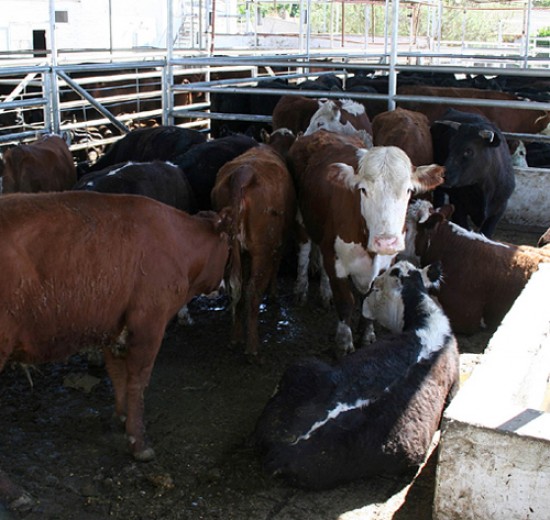 Las vacas siguen en el matadero a la espera de la autorizacin oficial.