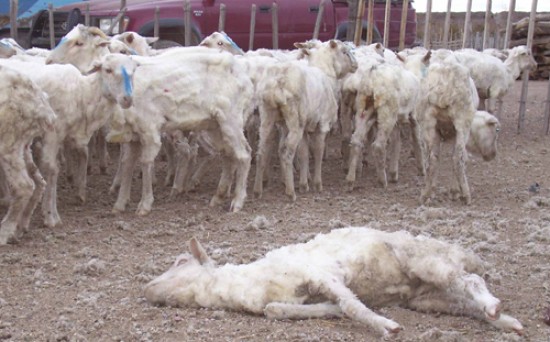 Esta fue la imagen de la temporada en los campos rionegrinos. Animales muertos, multiplicados por decenas.