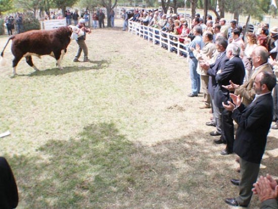 Ejemplares de buena calidad lograron las mayores distinciones en la exposición de la comarca Viedma- Patagones.