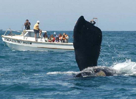 La visita inesperada de una ballena atrajo todas las miradas.