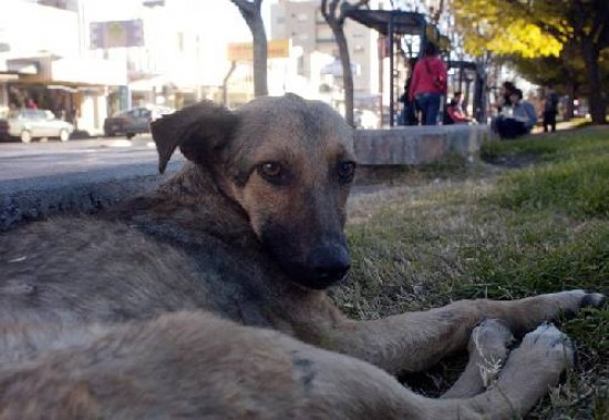 Desde el municipio se afirma que se cumple con el programa de esterilización canina.