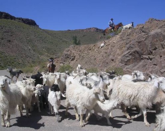 El arreo de chivos, vacunos y equinos se hace por rutas provinciales y por los tradicionales "callejones".