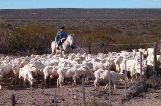 El ganado ovino de Ro Negro est en condiciones sanitarias de llegar a Chile. Antes hay varios pasos por cumplir.