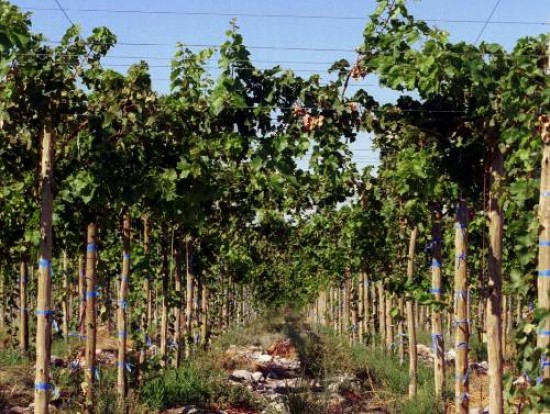 Los daños originados por las bajas temperaturas en la producción de uva fueron severos esta temporada.