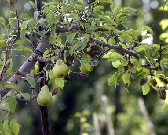 Hubo varios factores que influyeron en la baja de la cosecha, pero la fruta tendrá buen tamaño.