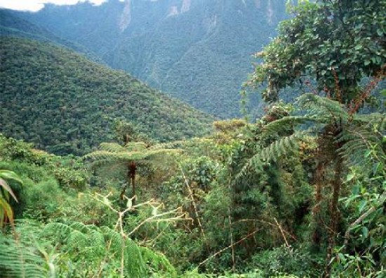 La tala indiscriminada de selva misionera es un serio problema que afronta la provincia.