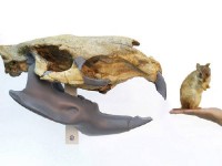 El cráneo hallado, de unos 53 centímetros de largo y con algunos incisivos, había sido expuesto en el Museo de Montevideo como el de un animal de especie ya reconocida.