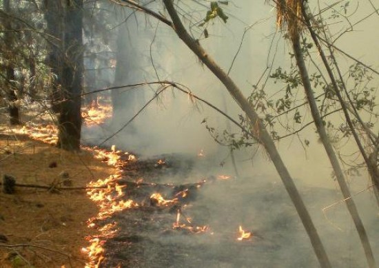 Las llamas seguan consumiendo los bosques, a pesar del esfuerzo de los combatientes para detener su avance.