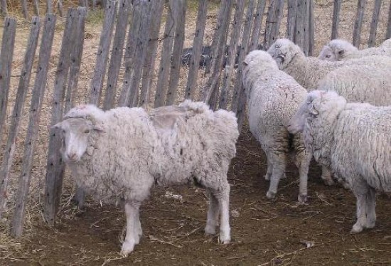 La sequía fue clave a la hora de analizar las mermas sobre la hacienda ovina.