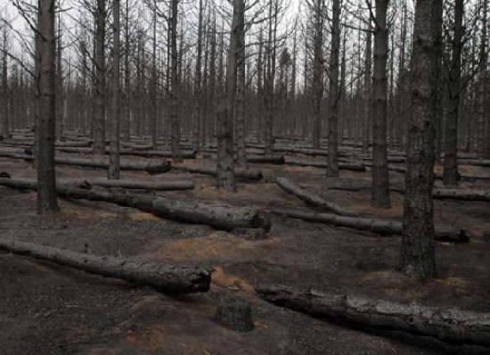 Ahora los grupos de brigadistas se abocan a la extinción del fuego. 