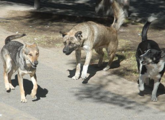 Para la Subsecretaría de Salud de Neuquén, la capital provincial registra "un brote epidémico" de mordeduras de perros.
