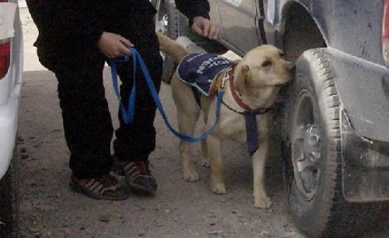 El operativo policial cont con la ayuda de un perro que ayud a detectar la droga.