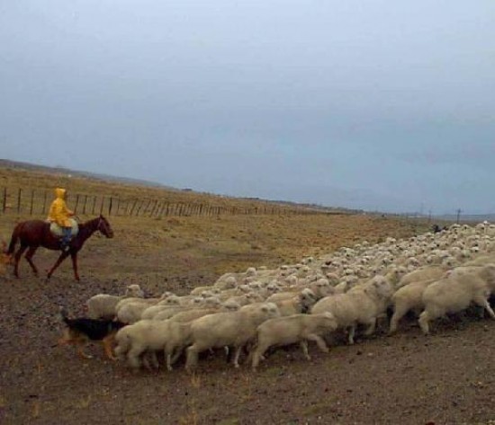 Hay financiamiento e incentivos para apuntalar la ganadera ovina.