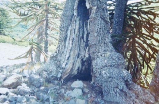 Una vecina de Zapala sostiene que los árboles milenarios están sufriendo una enfermedad.