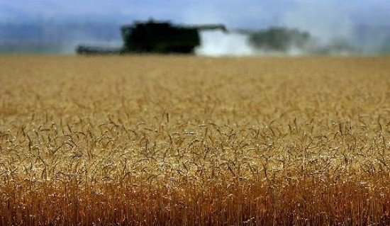 Los productores volvieron a las tareas del campo y se reactiva la comerciali- zacin de cereales.