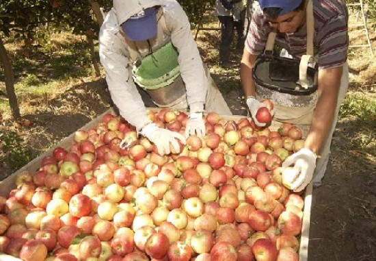 Iniciativa en el Congreso para bajar retenciones a la fruticultura.