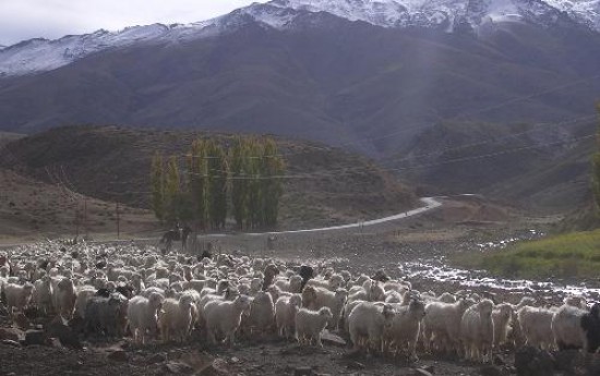 De vuelta a invernada. Con sus piños, los pequeños ganaderos bajan para buscar cobijo y pasturas durante los próximos seis meses.