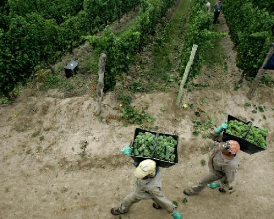 Todava muy lejos de las provincias del norte, la produccin vitivincola de Neuqun crece a buen ritmo.