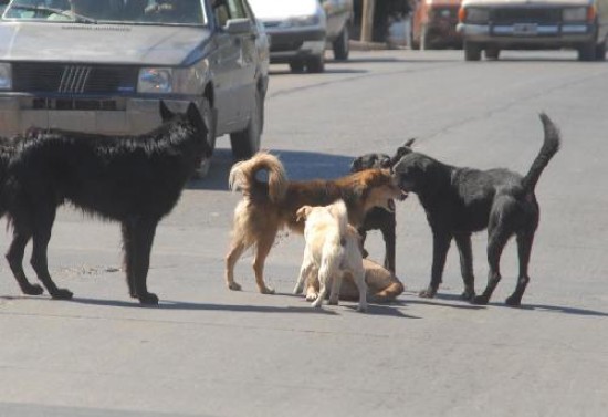 Hasta ahora el sacrificio de un perro poda ser dispuesto por la Justicia de Faltas, pero con la nueva norma bastar la certificacin de un veterinario.