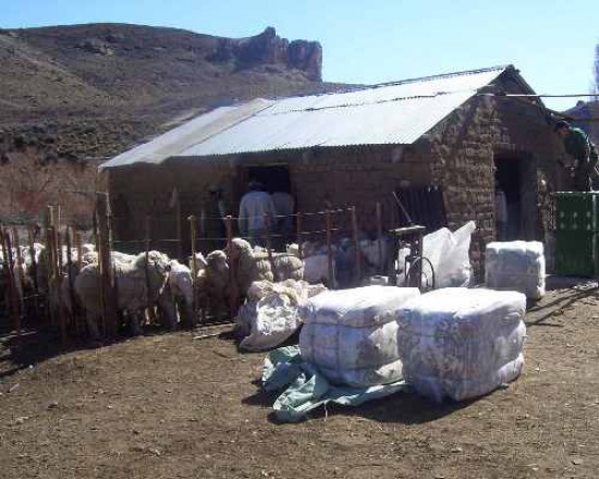 Los valores de la lana cubren las expectativas de los productores, aunque el tiempo no los acompa.