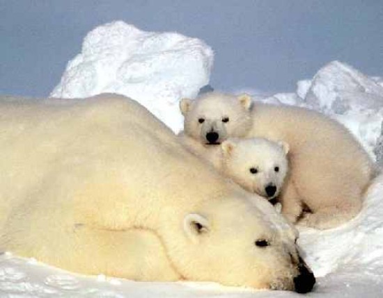 El oso polar fue incluido esta semana en el Acta de animales en peligro de extincin.