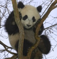 Ya era una especie en peligro, pero el terremoto aument el dao sobre los pandas.