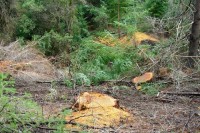 Desde el Servicio Forestal Andino se inform que se talaron unos 40 pinos, adems de cipreses y coihues.