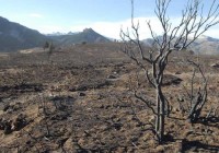 Pese a que en esta época del año son atípicos los incendios forestales, la falta de lluvias incentivó la propagación del fuego.