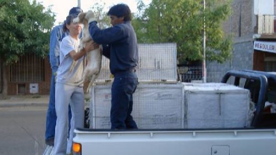 ANCA rescata animales de las perreras o enfermos y los entrega en adopcin.