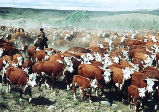 Los ganaderos de Neuqun consideran que se abren nuevas oportunidades. La provincia fue declarada libre de aftosa sin vacunacin.